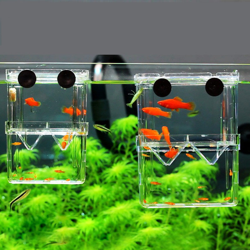 Aquarium Fish Betta - Pfau Fisch Zucht Isolation Box Aquarium