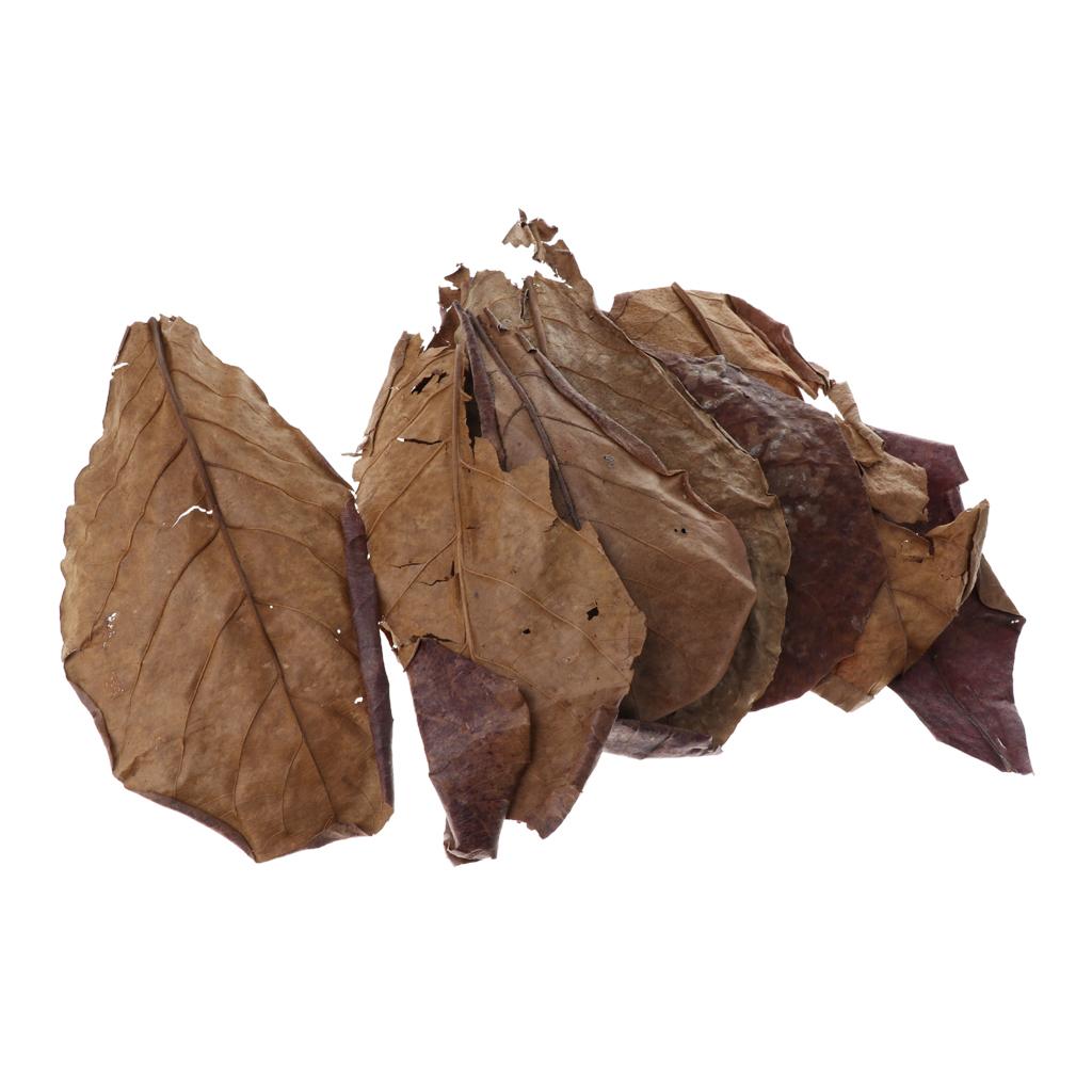 Fischaquarien Indische Mandelb – Aquarium Fish Betta Bewertung und Preis